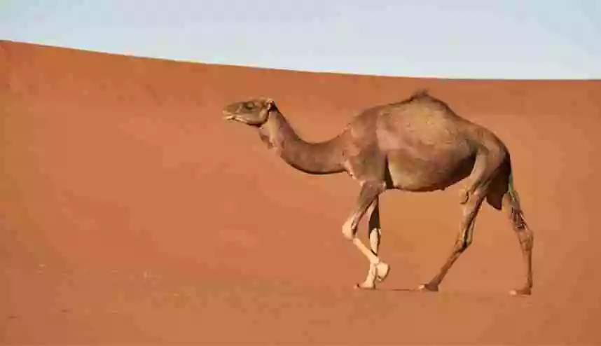 essay on animal camel